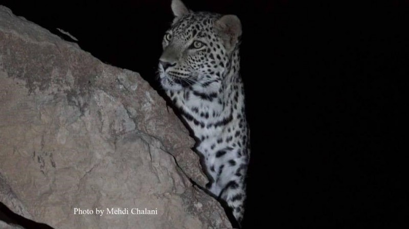 На севере Ирана обнаружены детеныши леопардов