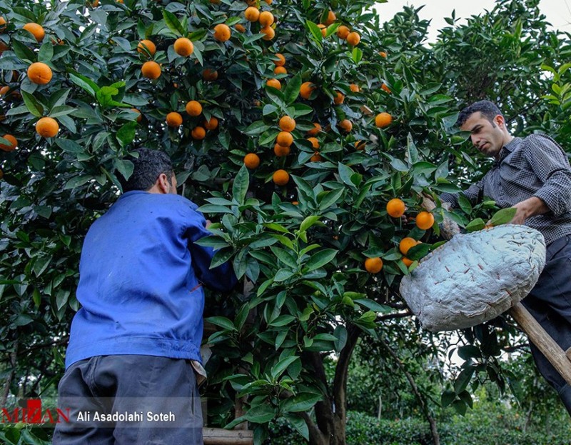 Сбор урожая апельсинов на севере Ирана