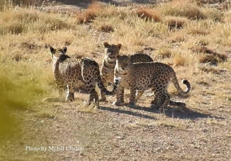 На севере Ирана обнаружены детеныши леопардов